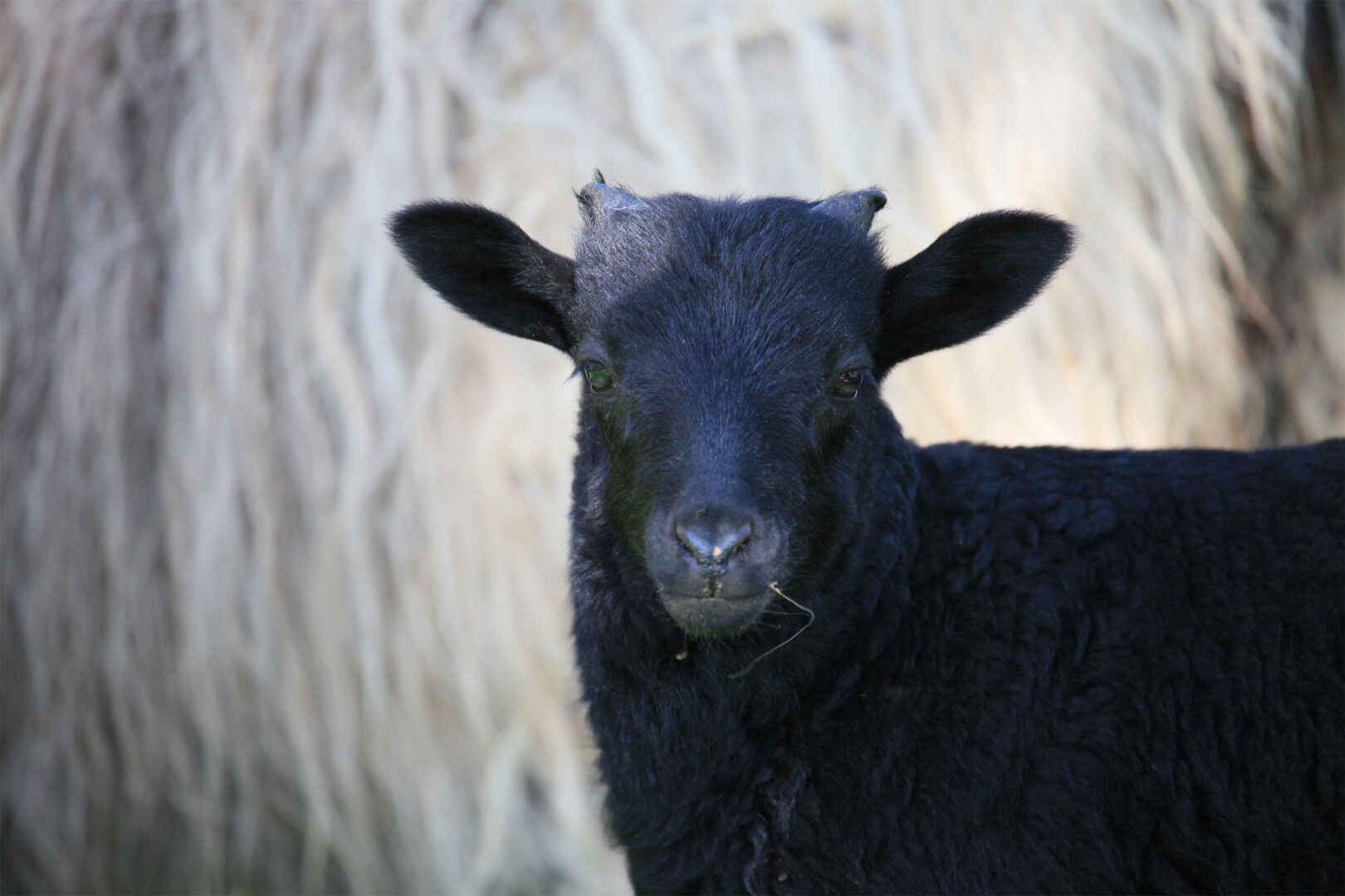 Sheep